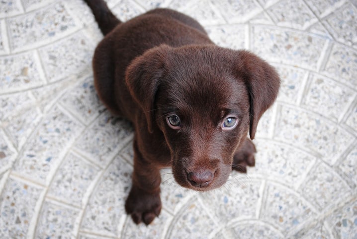 Descubra como saber o tamanho do cachorro pela pata