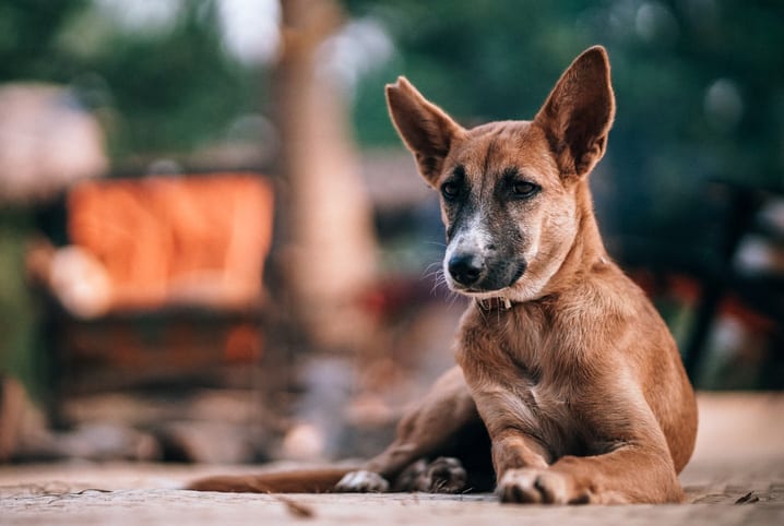 Dezembro Verde: por que é tão importante falar sobre abandono de animais?