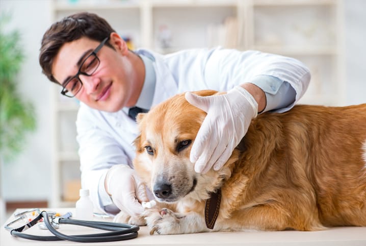Especialidades veterinárias: quais são e o que elas tratam