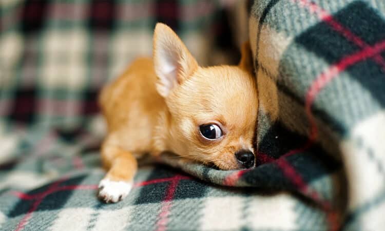 Gripe canina: um guia completo sobre a doença