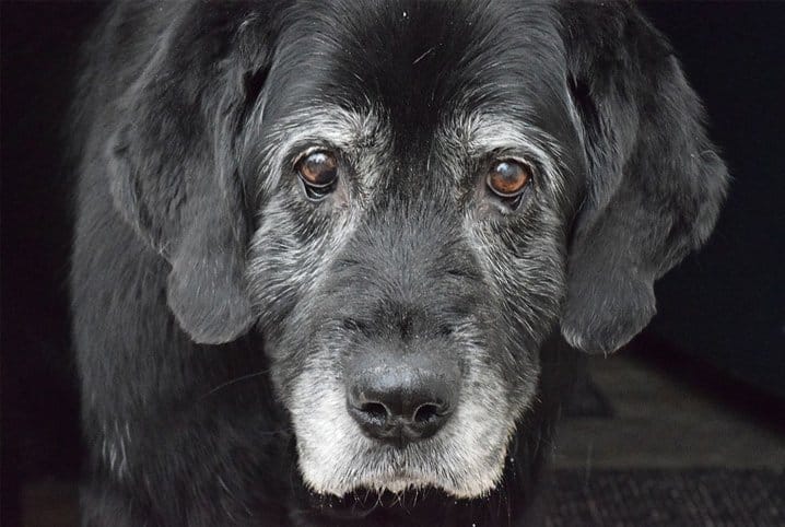 Idade canina: conheça a ração para cada faixa etária