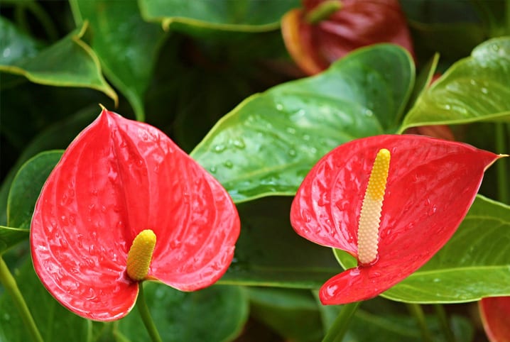 O que é antúrio? Um guia para cuidar desta bela planta!