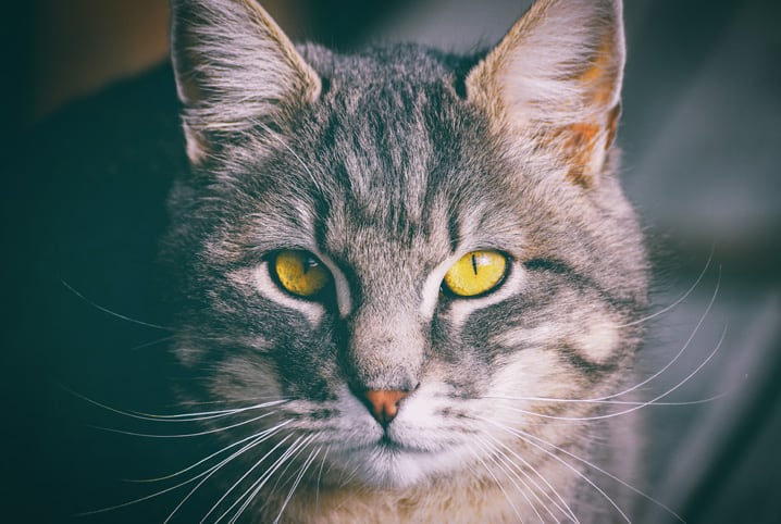 Obesidade felina: saiba como evitar e tratar o problema