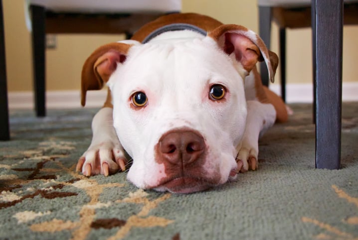 Papilomatose canina: causas, sintomas e tratamento