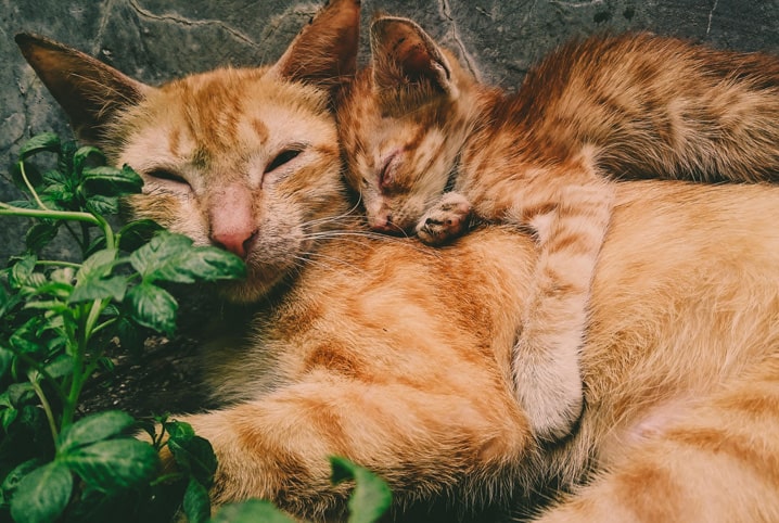 Parto de gata: 10 dúvidas respondidas sobre esse momento especial