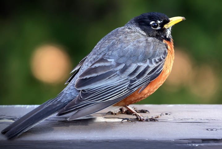 Penas de aves: qual sua função?