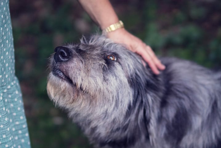 Saiba qual é o melhor antipulgas para cachorro