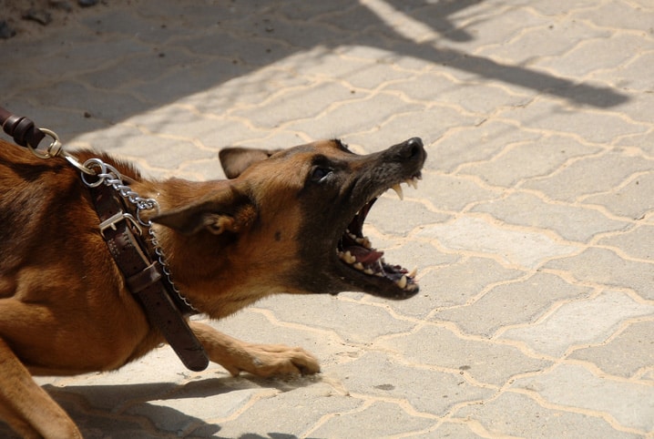 Sintomas da raiva canina: como identificar a doença?
