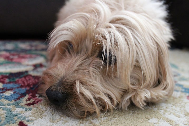 Abscesso em cães: conheça causas e tratamentos