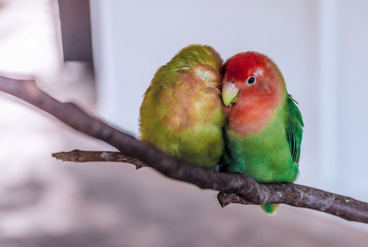 Animal que dorme com um olho aberto: saiba mais sobre essa característica