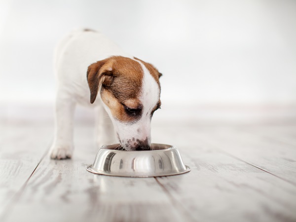 Até que idade o cachorro come ração para filhote?