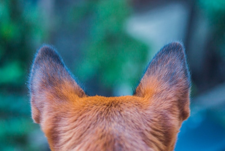 Audição canina: como os cachorros escutam?