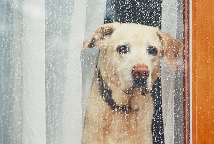 Cachorro com medo de chuva: saiba como ajudar o pet