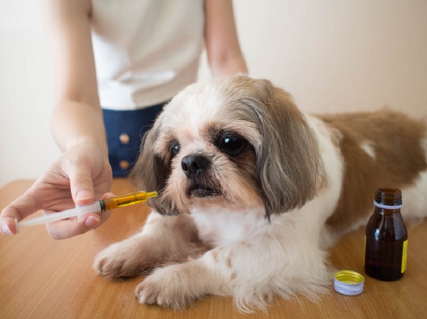 Como dar remédio para cachorro: 3 dicas infalíveis