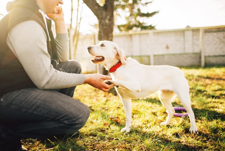 Ensinar cachorro: 5 truques fáceis para treinar seu amigo!