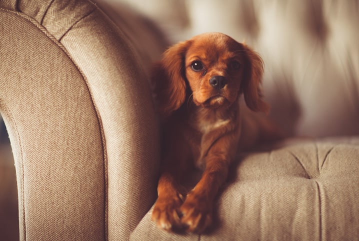 O que fazer quando é preciso deixar o cachorro sozinho