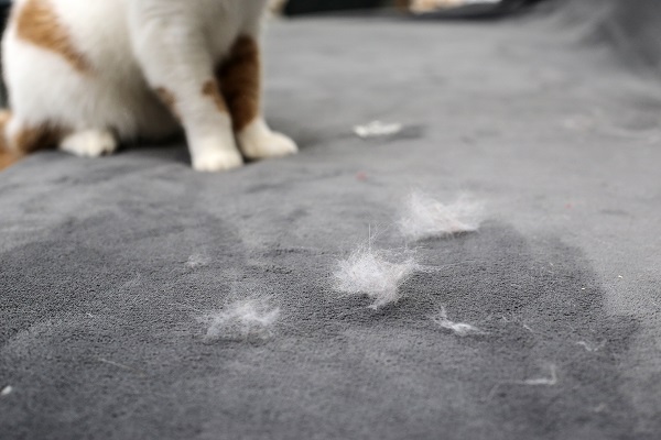 O que pode causar queda de pelo em gatos?