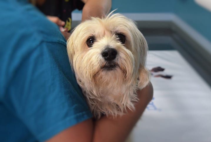Ozonioterapia em cães: conheça melhor este tratamento