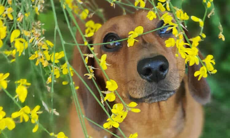 Picada de inseto em cachorro: o que fazer e como prevenir