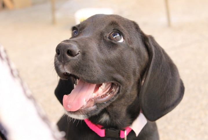 Polivitamínico para cães: nutrientes para seu melhor amigo