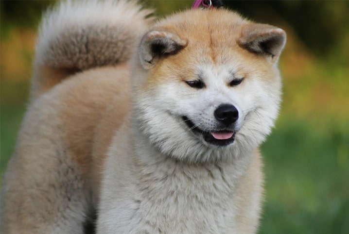 Raça de cachorro japonês: conheça 5 desses peludos