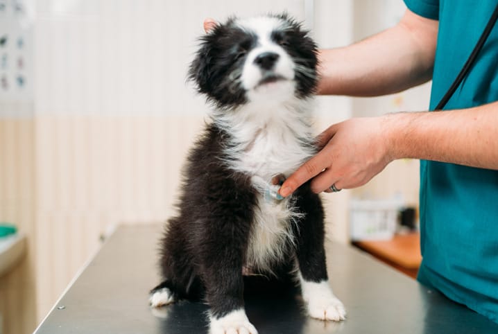 Saiba tudo sobre cachorro com verme e como identificá-los