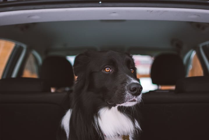 Transporte de cachorro: confira dicas para passear com seu amigo