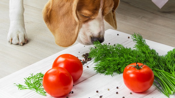Verduras que cachorro não pode comer