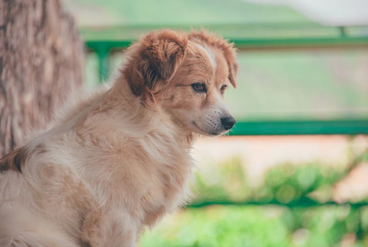 Você sabe calcular a idade de cachorro?