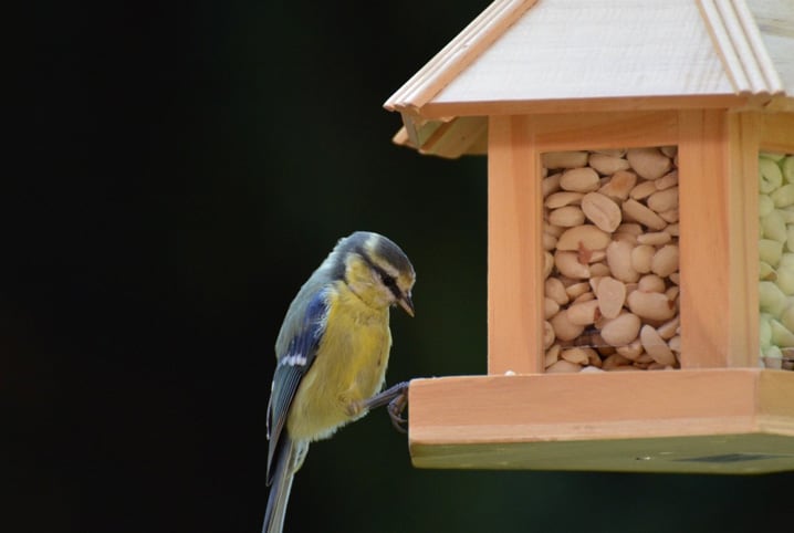 Alimentação de pássaros: aves podem comer insetos?
