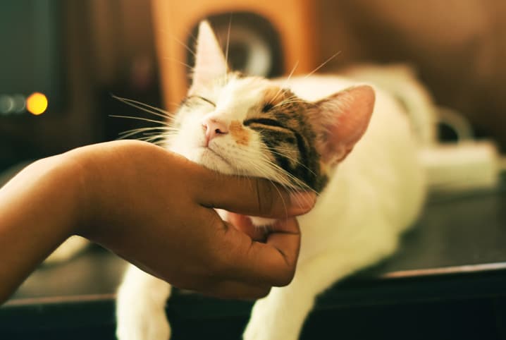 Anemia em gatos: conheça o problema e saiba como preveni-lo!