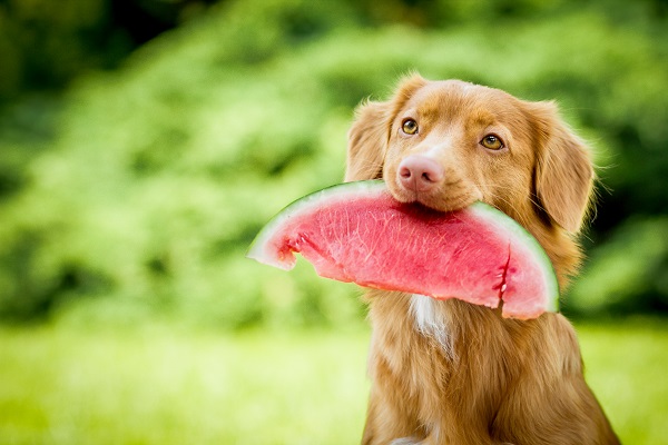 Cachorro pode comer melancia?