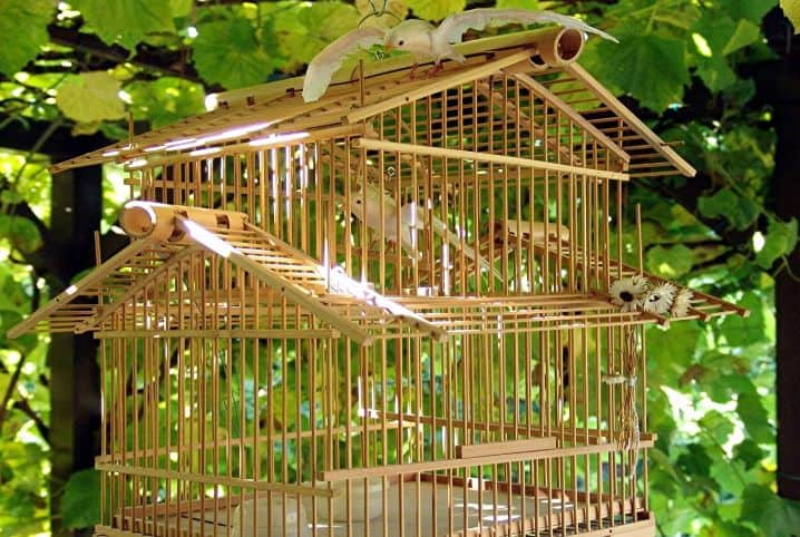 Como limpar gaiola: 7 dicas para manter o habitat da sua ave mais seguro!