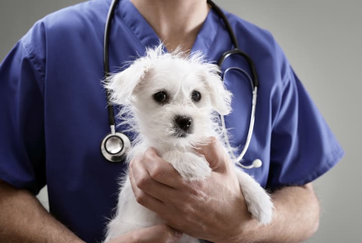 Geriatria veterinária: como saber quando seu pet pode precisar da especialidade?
