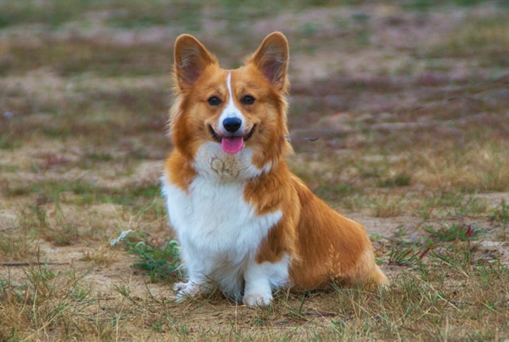 Latido de cachorro: descubra o significado desses sons