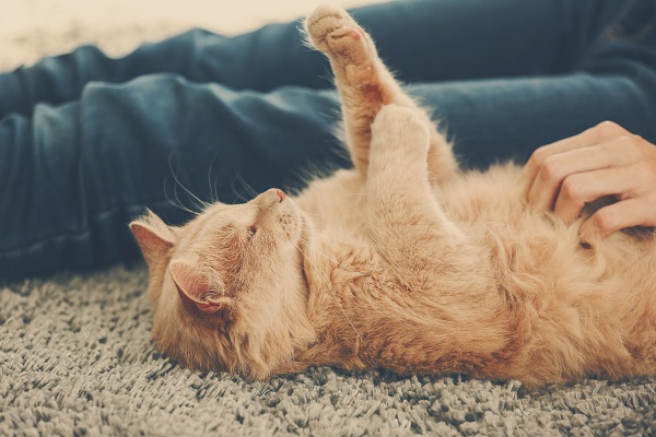 Por que a maioria dos gatos não gosta de carinho na barriga?
