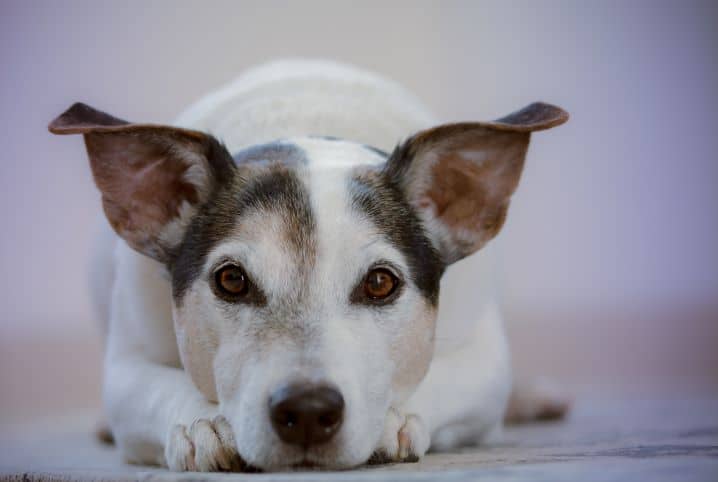 Sangue nas fezes do cachorro: o que pode ser