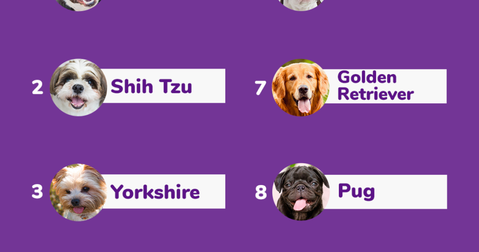 Top 10 raças de cães Petlove