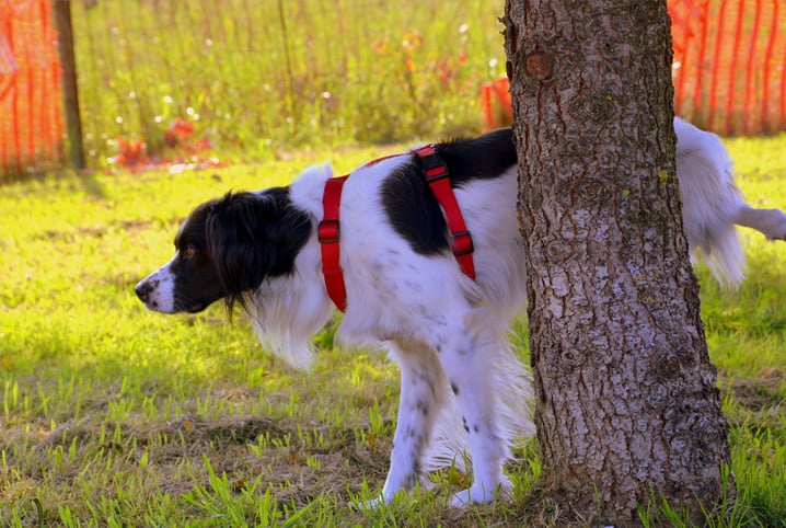 Xixi de cachorro: saiba o que a alteração de cor pode significar