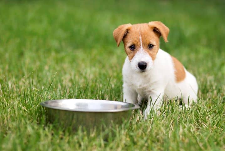 Cachorro pode comer ração de gato e vice-versa?