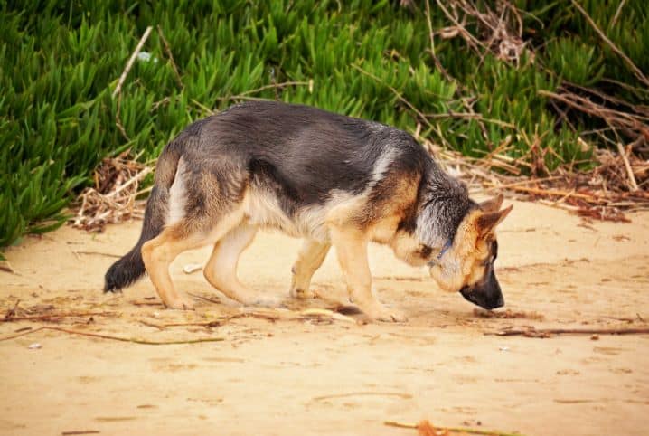 Descubra 7 fatos incríveis sobre o olfato canino