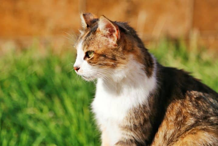 Gato troca de pelo? Saiba a resposta para essa e outras perguntas!