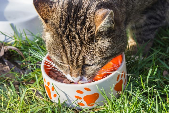 Paladar dos gatos: saiba como os bichanos sentem os sabores