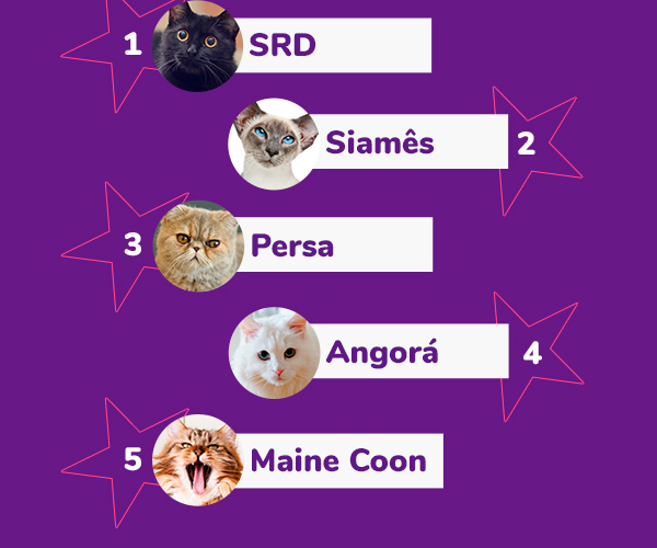 Top 5 raças de gatos Petlove