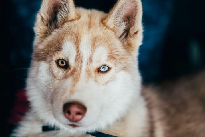 Visão canina: saiba tudo sobre como nossos cães enxergam o mundo