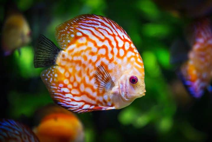 Você sabe o que os peixes comem?