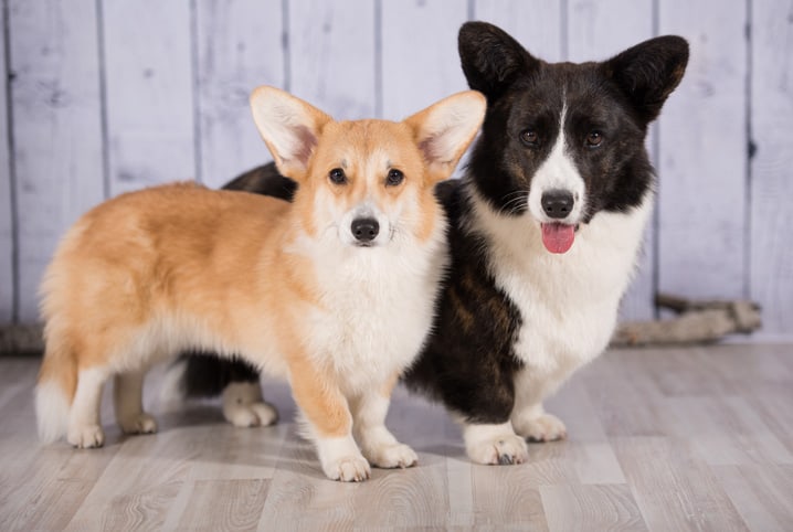 Cachorro Corgi: 9 fatos para conhecer melhor esse nobre cãozinho