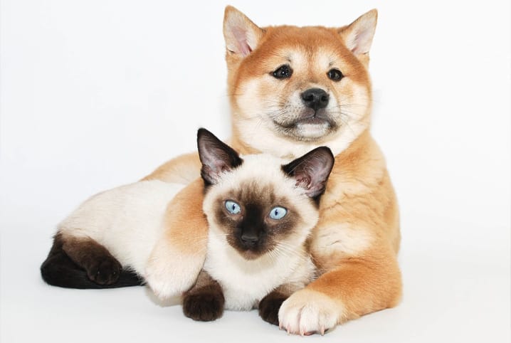 Cachorro e gato juntos: 10 dicas para facilitar a convivência