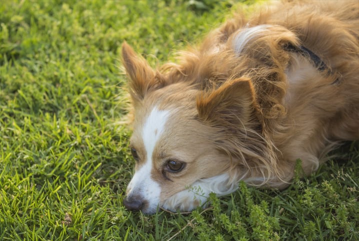 Depressão em cachorro: saiba como identificar