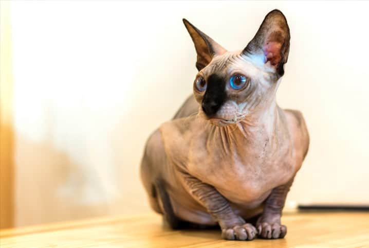 Gato Sphynx: descubra 9 fatos sobre esta exótica espécie